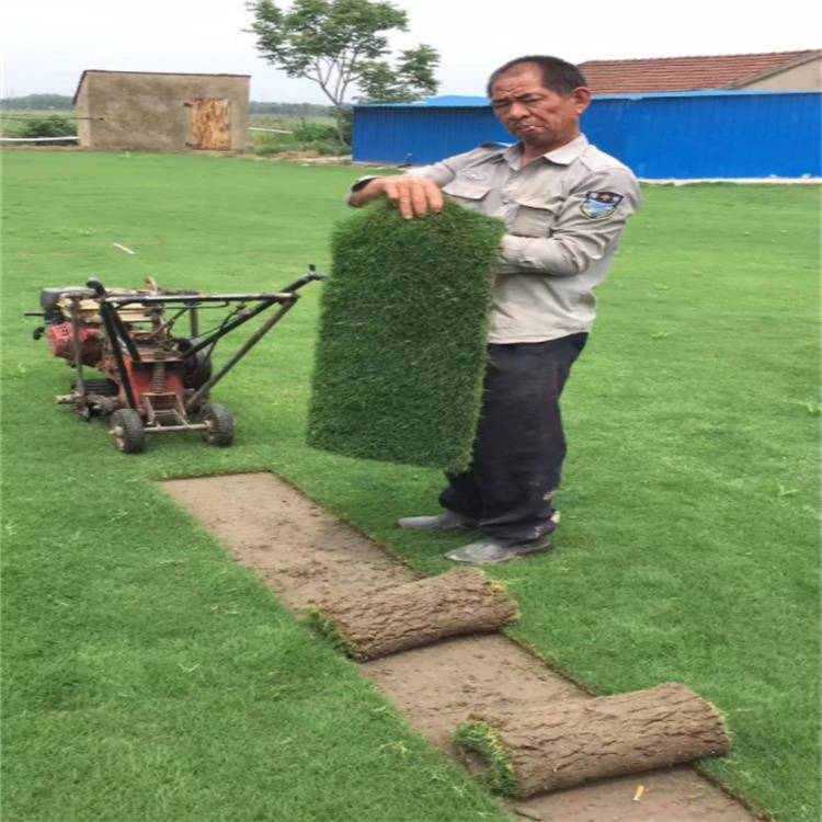 桂林蘭引三號草卷 草坪基地 草皮密度大約3.50元,約3.40元,約3.30元